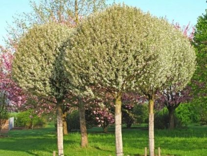 Višňa krovitá Umbraculifera na 210-220cm kmienku , v. 250-280cm, obv. km. 8-10cm kont. 15l