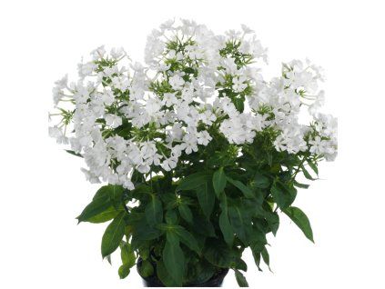 earlywhite2