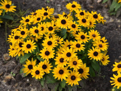 sunshine1