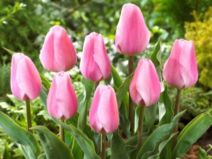 Tulipán Synaeda Amor 3 ks v kont. 0,5 l