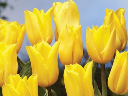 Tulipán Strong Gold 3 ks v kont. 0,5 l