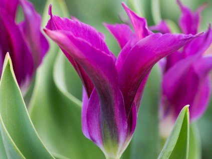 Tulipán Purple Doll 3 ks v kont. 0,5 l