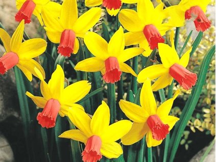 Narcis Jetfire 3 ks v kont. 0,5 l