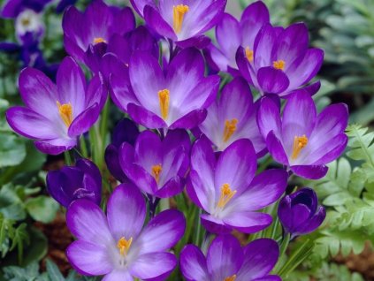 Krokus Ruby Giant 3 ks v kont. 0,5 l