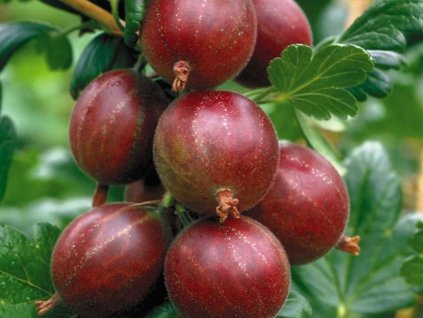 Egreš kríkový Hinnonmaki Rot 20-40 cm, kont. 2 l
