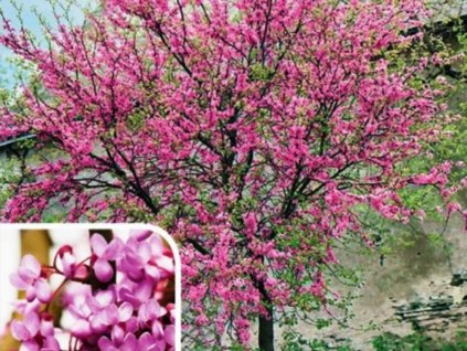 Judášovec strukový 20-30 cm - Cercis siliquastrum kont. 2 l