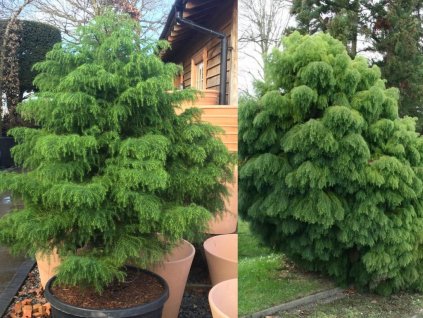 Kryptoméria japonská Elegans Viridis 20-30cm - Cryptomeria japonica kont. 2 l