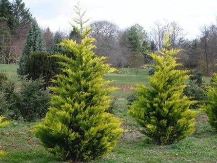 Okrasné stromy Cyprusovec leylandský Gold Rider 30 40cm(1)