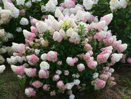 Okrasné kry Hortenzia metlinatá Sundae Fraise 30 40cm(1)
