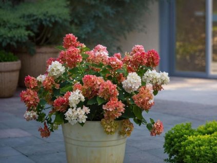 Hortenzia metlinatá Wims Red 20-30cm - Hydrangea paniculata kont. 2 l