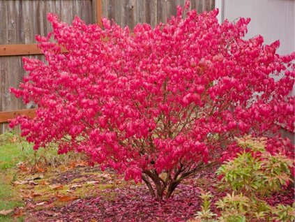 Bršlen krídlatý 30-50cm - Euonymus alatus kont. 2 l