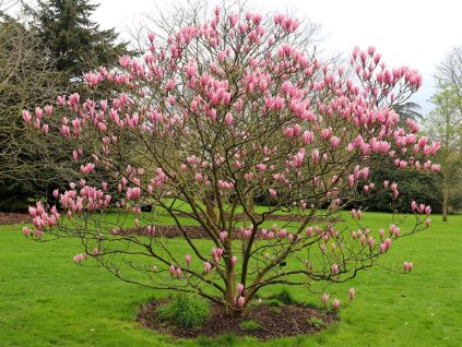 Okrasné stromy Magnólia Heaven Scent 20 40cm(1)