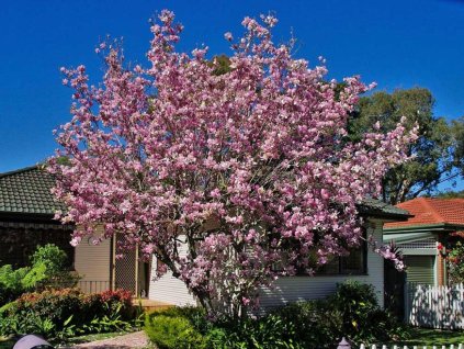 Magnólia Soulangeova 20-40cm - Magnolia soulangeana kont. 3 l