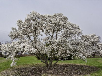 Magnólia hviezdicovitá Royal Star 20-40cm - Magnolia stellata kont. 3 l