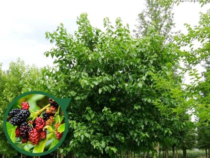 Drobné ovocie Moruša biela 40 70cm(1)