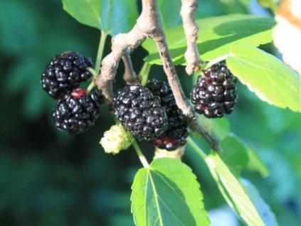 Moruša biela Milanówek 20-40cm - Morus alba kont. 2 l