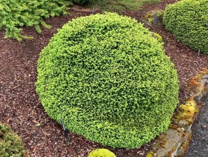 Smrek biely Little Gem - Picea abies kont. 2 l