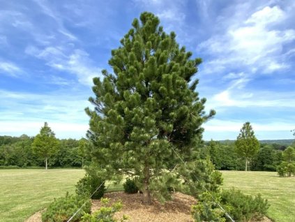 Okrasné stromy Borovica čierna 40 60cm(1)