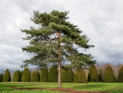 Okrasné stromy Borovica lesná 60 80cm(1)