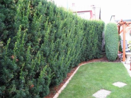 Tis prostredný Hicksii 20-30 cm - Taxus media kont. 2 l