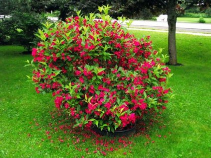 Okrasné kry Vajgela Red Prince