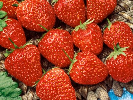 Jahody stálerodiace Ostara - Frigo sadba A, zväzok 10 ks