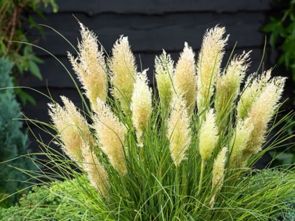 Okrasné trávy Cortaderia selloana 'Mini Pampas Biela'(1)
