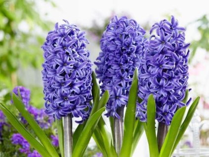 Cibuľoviny Hyacint Blue Pearl
