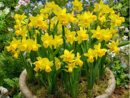 Narcis Tete a Tete - Narcissus, kont. p9
