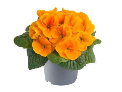 Prvosienka bezbyľová Cairo Orange