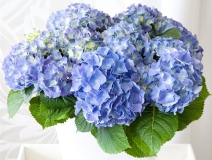 Hydrangea macrophylla 'Mophead Blue'