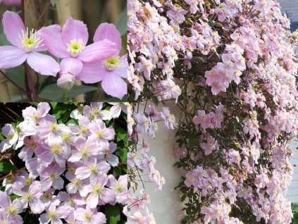 Plamienok montanský 'Fragrant Spring' (1)