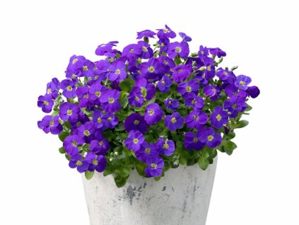 Trvalky Tarička Kitte Aubrieta(3)