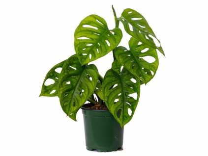 Izbové rastliny Monstera adansonii ‘Monkey Mask’