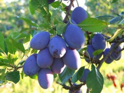 Ovocné stromy Slivka 'California Blue'