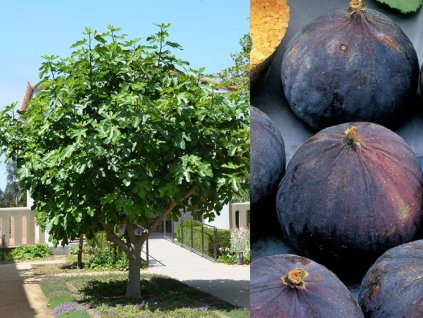 Figovník jedlý 'Brogiotto Nero'(4)