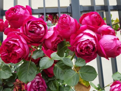 Popínavé rastliny Ruža popínavá Pierre De Ronsard Rosa