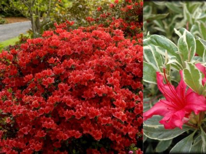 Okrasné kry Azalka japonská Hot Shot Variegated