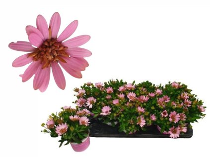 Letničky a balkónové kvety Africká sedmokráska Double Pink
