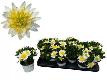 Letničky a balkónové kvety Africká sedmokráska Double White