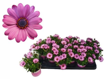 Letničky a balkónové kvety Africká sedmokráska Pink