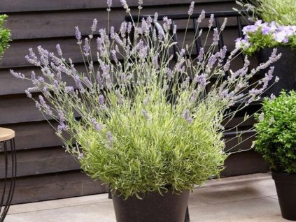 BIO Levanduľa prostredná 'Platinum Blonde'(1)