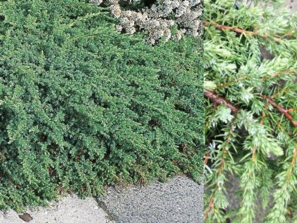 Pôdopokryvná rastlina Borievka obyčajná 'Greenmantle'