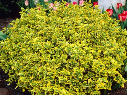 Bršlen fortuneov Emerald Gold 10-20cm, kont. 1,5 l