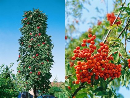 Okrasné stromy Jarabina vtáčia Fastigiata 70 100cm(1)