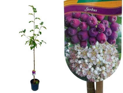 Okrasné stromy Jarabina Burka 70 100cm(1)