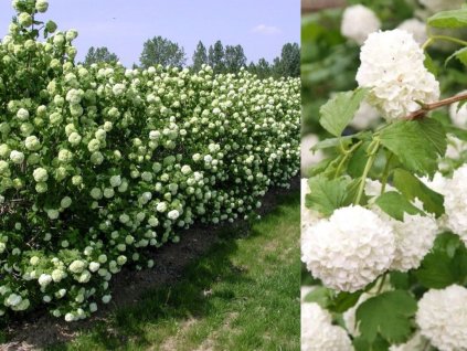 Okrasné kry Kalina 'Roseum'