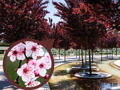 Okrasná slivka PISSARDI na cca 70 cm kmienku, výška 110-140 cm, kont. 2 l