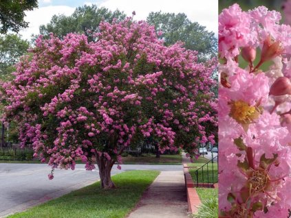 Dreviny na kmienku Myrta krepová Rhapsody in Pink na 80 90cm kmienku(1)