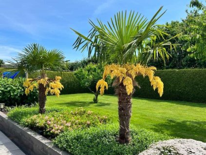 Trachycarpus fortunei 40-60 cm, kont. p19
